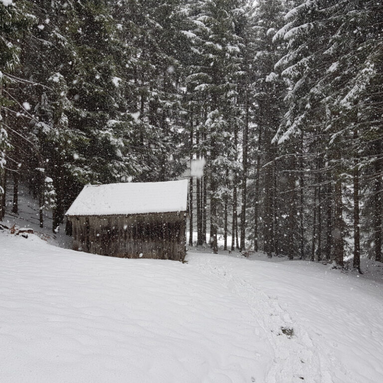 Schneeschuhtour Allgäu - Bärenmoos - Level 1