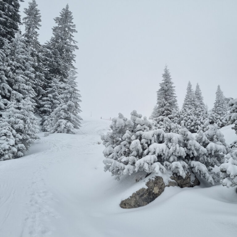 Schneeschuhtouren Allgäu - Gamskopf Level 2